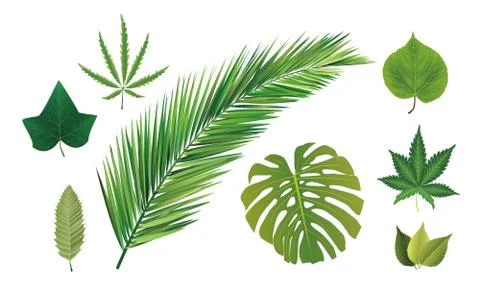 Leaves collection Stock Illustration