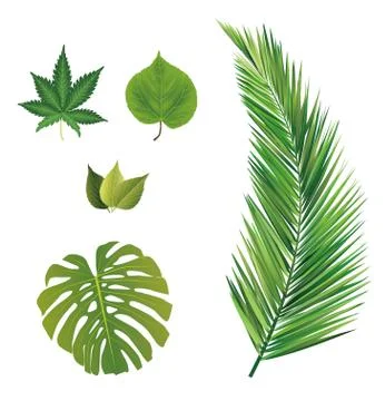 Leaves collection Stock Illustration