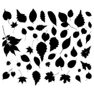 Leaves collection oak maple birch apple tree rowan. nature scandinavian style Stock Illustration