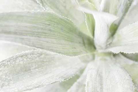 Leaves in color effect Stock Photos