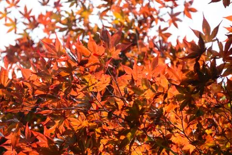 Leaves of colored maple background Stock Photos