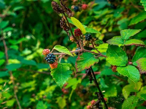 The leaves of a common beech tree on the branch in close-up Stock-Fotos