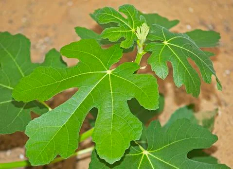 The leaves of a common fig tree Stock Photos