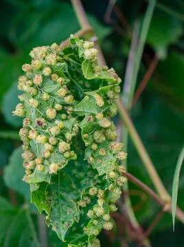 Leaves of Common Grape Vine leaf. Wine leaf with leaf galls parasite Stock Photos