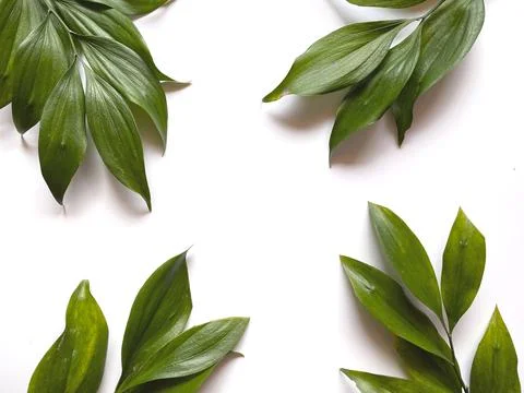 Leaves composition. Frame made of green leaves on white background. Wedding d Stock Photos