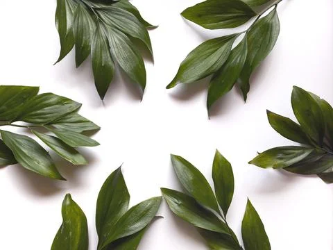 Leaves composition. Frame made of green leaves on white background. Wedding d Stock Photos