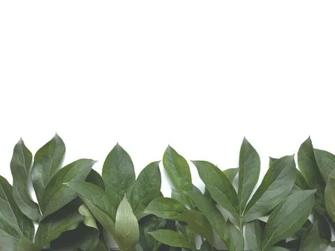 Leaves composition. Frame made of green leaves on white background. Wedding d Stock Photos