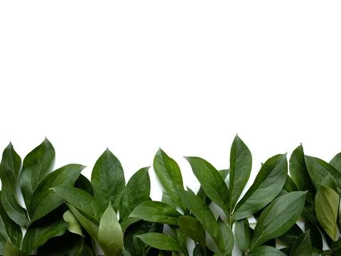 Leaves composition. Frame made of green leaves on white background. Wedding d Stock Photos