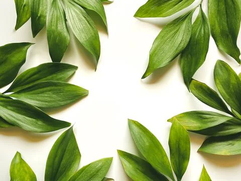 Leaves composition. Frame made of green leaves on white background. Stock Photos