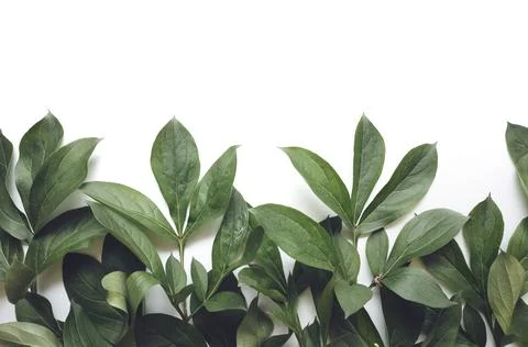 Leaves composition. Frame made of green leaves on white background. Wedding d Stock Photos
