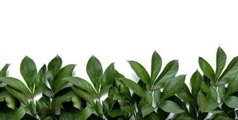 Leaves composition. Frame made of green leaves on white background. Wedding day Stock Photos