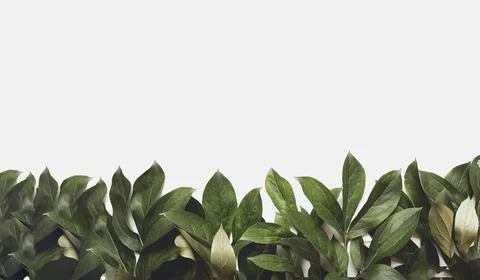 Leaves composition. Frame made of green leaves on white background. Wedding day Stock Photos