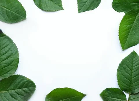 Leaves composition. Frame made of green leaves on white background. Wedding day Stock Photos