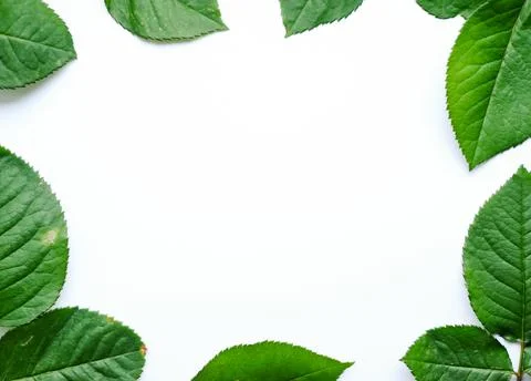 Leaves composition. Frame made of green leaves on white background. Wedding day Stock Photos