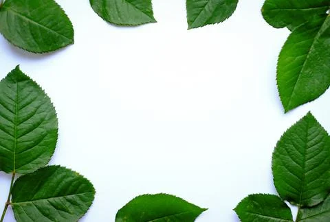 Leaves composition. Frame made of green leaves on white background. Stock Photos