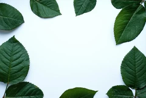 Leaves composition. Frame made of green leaves on white background. Stock Photos