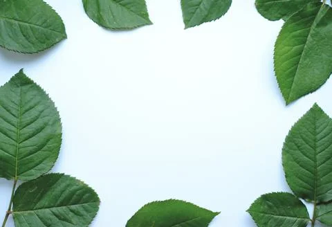 Leaves composition. Frame made of green leaves on white background. Stock Photos