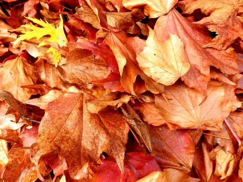Leaves in compost bin Stock Photos
