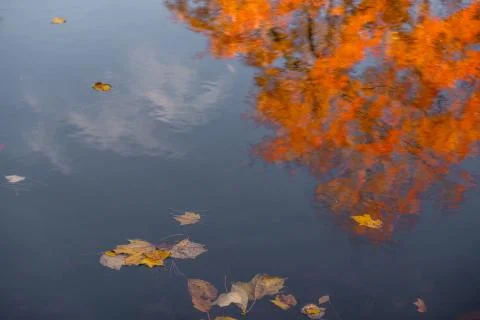 Leaves in Concord Reflection Stock Photos
