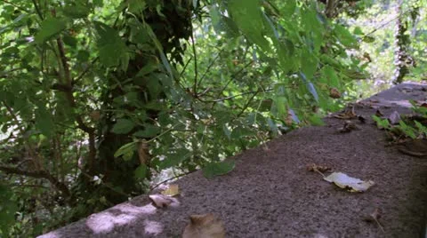 Leaves by concrete Video stock 12253998