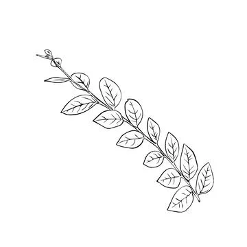 Leaves continuous line drawing. Abstract minimal botanical art. Vector illu.. Stock Illustration