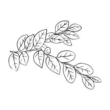 Leaves continuous line drawing. Abstract minimal botanical art. Vector illu.. Stock Illustration