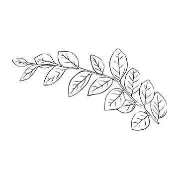 Leaves continuous line drawing. Abstract minimal botanical art. Vector illu.. Stock Illustration