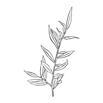Leaves continuous line drawing. Abstract minimal botanical art. Vector illust Stock Illustration