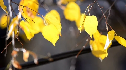 Leaves in contour light Stock Footage 99782847