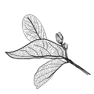 Leaves contours on a white background. Stock Illustration