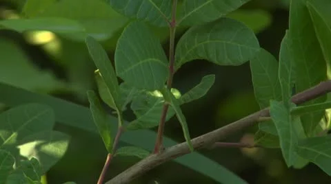 Leaves of the Coppice Stock Footage 10908924