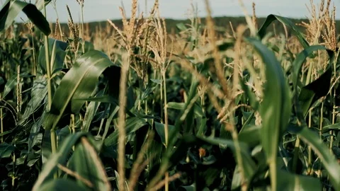 Leaves of corn close-up on a corn field on a summer sunny day. Cultivation of Stock Footage 116797269