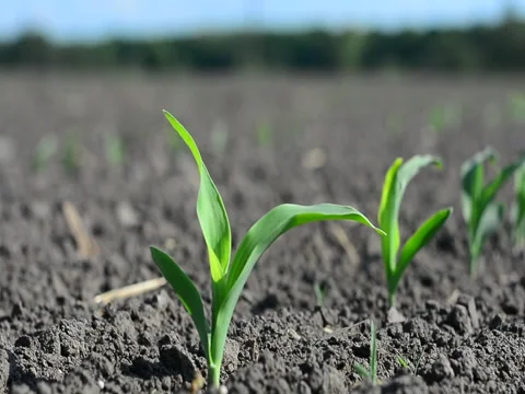 Leaves of corn in early spring vibrate under gusts of wind Stock Footage 89662519