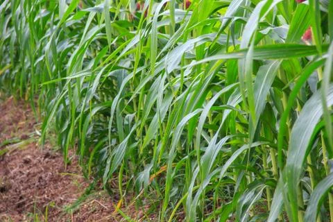 Leaves corn Stock Photos