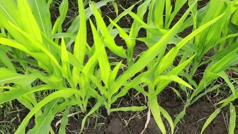 Leaves corn plant grow under attack by pests Stock Footage 160308504
