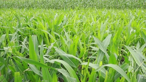 Leaves corn plant grow under attack by pests Stock Footage 160308567