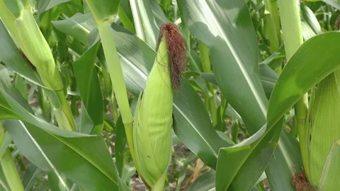 Leaves corn plant grow under attack by pests Stock Footage 160309405