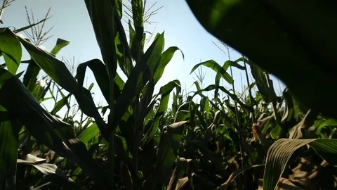 The leaves on the corn stalks in the shot corncobs Stock Footage 73941479