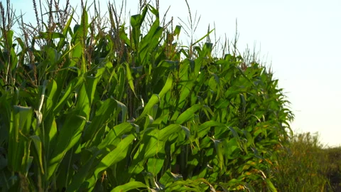 Leaves of corn in sun at sunset. Corn plantation. Sunset at cornfield. Stock Footage 252025774
