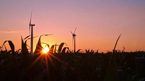 Leaves of corn at sunset. Corn plantation with silhouette of windmill turbines Stock Footage 245218806