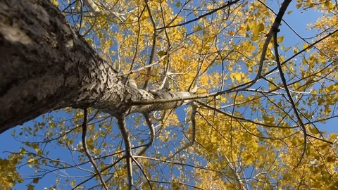 Leaves covered with hoarfrost. Stock Footage 81096151