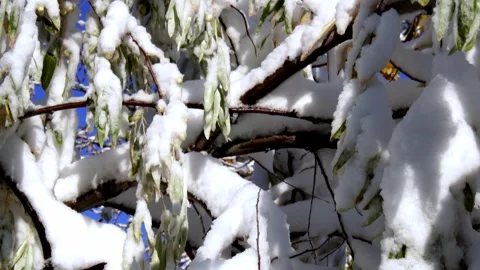 Leaves covered with snow on tree Stock Footage 318541313