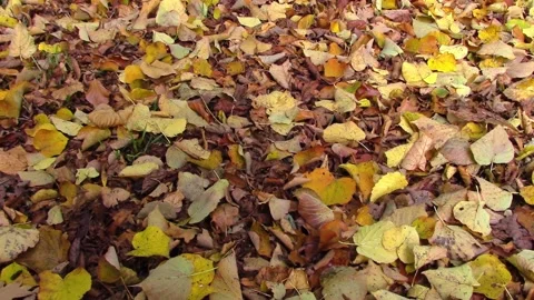 Leaves covering the ground during the fall 库存影片 219271871