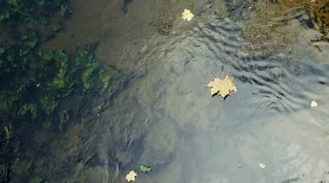 Leaves in the Creek 스톡 동영상 68620420
