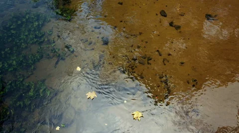 Leaves in the Creek Video stock 68620993