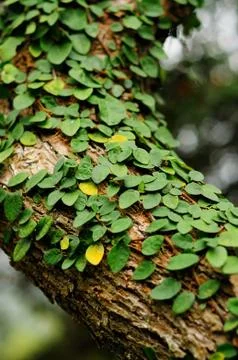 Leaves creeper Stock Photos