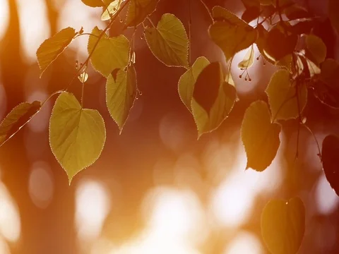 Leaves crock in the wind. The Autumn Stock Footage 76901210