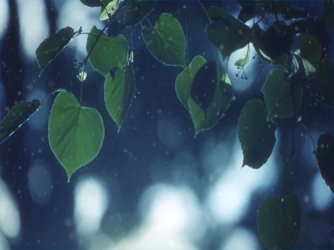 Leaves crock in the wind. The winter and snow Stock Footage 76900946