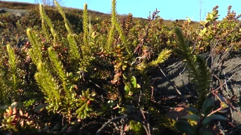 Leaves crowberries Video stock 57396005