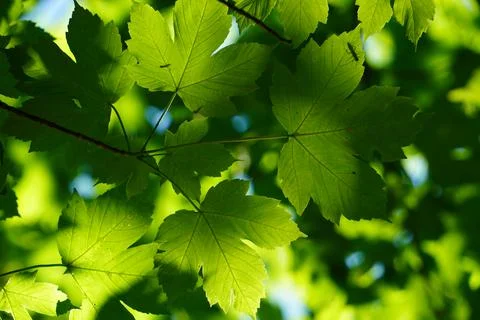 Leaves in the crown of a tree Stock Photos